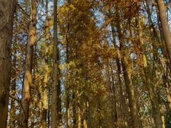 -上海海湾国家森林公园