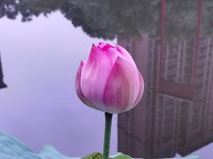 -陈家山荷花公园