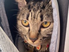 -瑞派·关忠动物医院猫科外科·异宠·24小时转诊中心(祥云店)