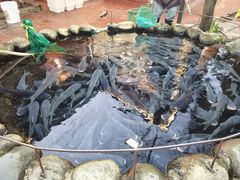 -麻小度青花椒鱼(安德总店)