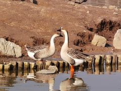 -盐城丹顶鹤湿地生态旅游区