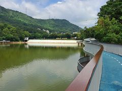-银湖山郊野公园-相思林