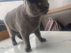 -喵园·猫主题咖啡厅·撸猫·猫咖(国贸店)