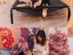-柴迷FANS CLUB·柴犬狗咖·猫咖