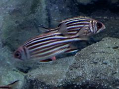 -上海海洋水族馆