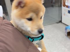 -四月宠物医院·猫专科·心脏专科·内科(转塘店)