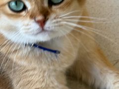 -藏猫猫咖啡主题馆(中央大道店)