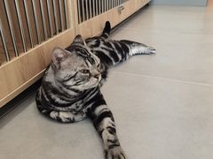 -有喵·猫咖·狗咖·30几只猫10只小狗(岗厦店)