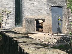 -都江堰中华大熊猫苑