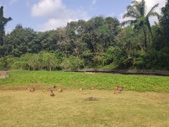 -海南热带野生动植物园