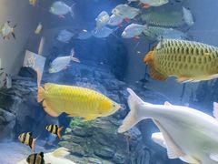 -上海海洋水族馆