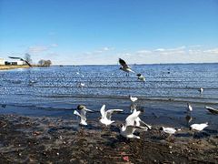 -阿芙乐尔号巡洋舰