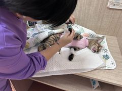 -北京观赏动物医院·24小时大型综合·猫专科·异宠专科