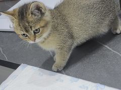 -派特宠物医院(圆融广场店)