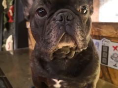 -more than meow吴止猫主题餐厅(承德 中船汇店)