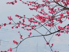 -新建村梅花