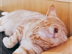 -滚猫咖啡·猫咖·猫友好撸猫(未来城店)