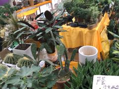 -秦美花卉(天朗·莱茵小城2期店)