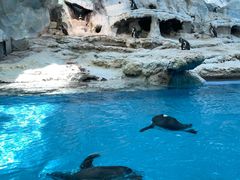 -帝企鹅自助餐厅•儿童岛•真企鹅(长隆企鹅酒店)