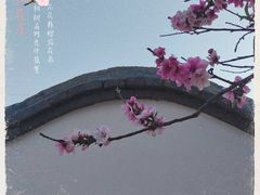 -桃花堤公园