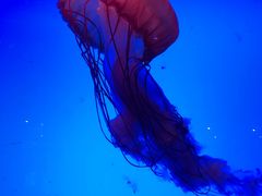 -乌鲁木齐海洋馆
