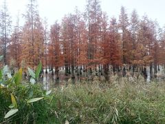 -白鹭湾湿地公园