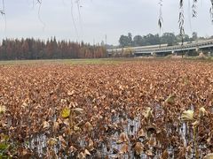 -白鹭湾湿地公园