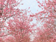 -天适樱花悠乐园