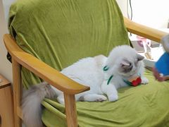 -滚猫咖啡·猫咖·猫友好撸猫(未来城店)