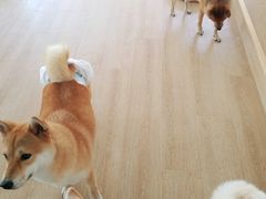 -南京Hallo宠物乐园·哈罗犬舍·柴犬繁育基地