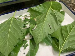 -上海昆虫博物馆