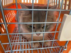 -创凡宠物医院·骨专科  猫科中心(西乡分院)