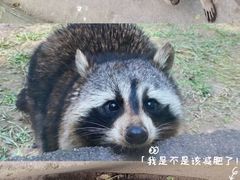 -青藏高原野生动物园