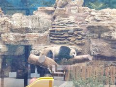 -辛玛王国游乐园