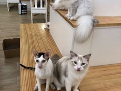 -李小姐の猫咖啡馆(五角场店)