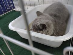 -喵zoo家庭繁育猫舍(尖东智能花园店)