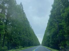 -黄海国家森林公园