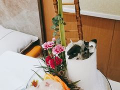 涮食河豚鱼-鲐赏河豚(长寿店)