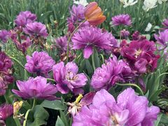-上海鲜花港