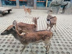 -西安秦岭野生动物园