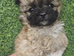 -pd派德宠物中心医院24H急重症·眼科中心·血液透析中心(嵩山北路店)