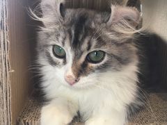 -瞄一喵猫咖(格力海岸店)