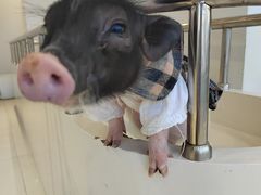 -怪兽屋·羊驼·猫咖·狗咖(俊华广场店)