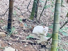 -穹窿山景区