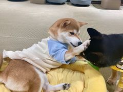 -逗柴咖啡屋·狗咖猫咖宠物桌游