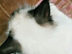 -李小姐の猫咖啡馆(五角场店)