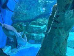 -海合安成都极地海洋公园