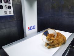-中农国际动物医院24小时·猫科·骨科·急重症中心