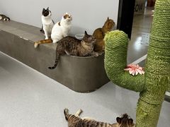 -Cappucimeow猫咪咖啡馆(韦伯时代店)