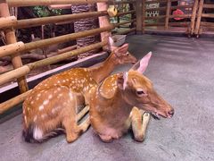 -正佳雨林生态植物园